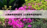 人物体块结构速写（人体体块结构速写）