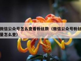 微信公众号怎么查看粉丝数（微信公众号粉丝量怎么查）