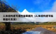 人体结构速写课件描摹图片（人体结构速写临摹图片高清）