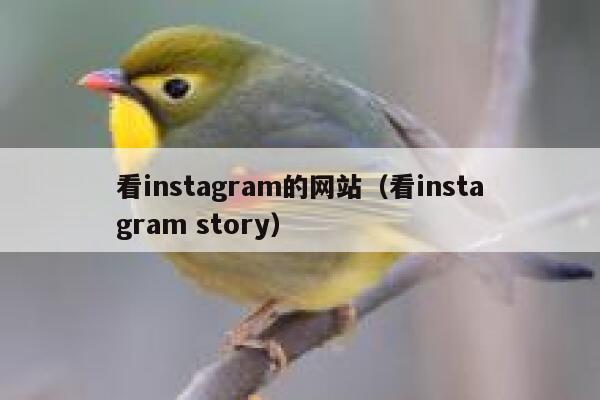 看instagram的网站（看instagram story） 第1张