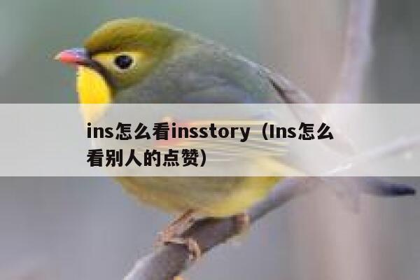 ins怎么看insstory(Ins怎么看别人的点赞) 第1张 ins怎么看insstory(Ins怎么看别人的点赞) 第1张