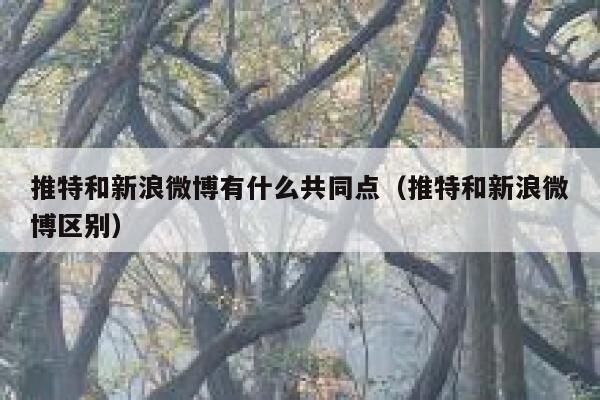 推特和新浪微博有什么共同点（推特和新浪微博区别） 第1张