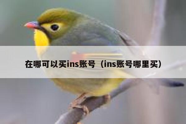 在哪可以买ins账号（ins账号哪里买） 第1张