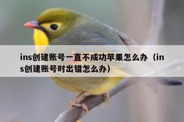 ins创建账号一直不成功苹果怎么办（ins创建账号时出错怎么办） 第1张