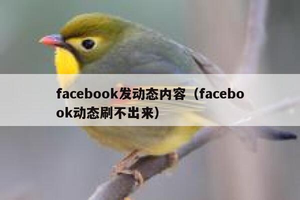 facebook发动态内容（facebook动态刷不出来） 第1张