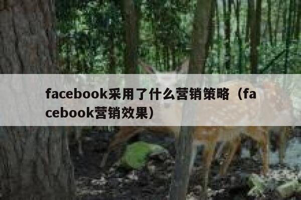 facebook采用了什么营销策略（facebook营销效果） 第1张