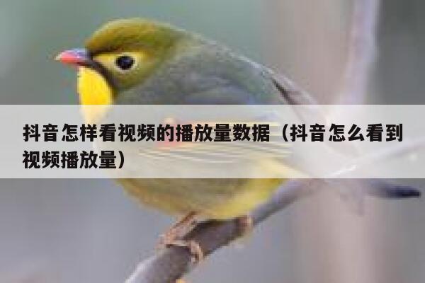 抖音怎样看视频的播放量数据（抖音怎么看到视频播放量） 第1张