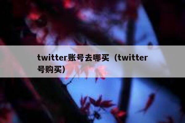 twitter账号去哪买（twitter号购买） 第1张