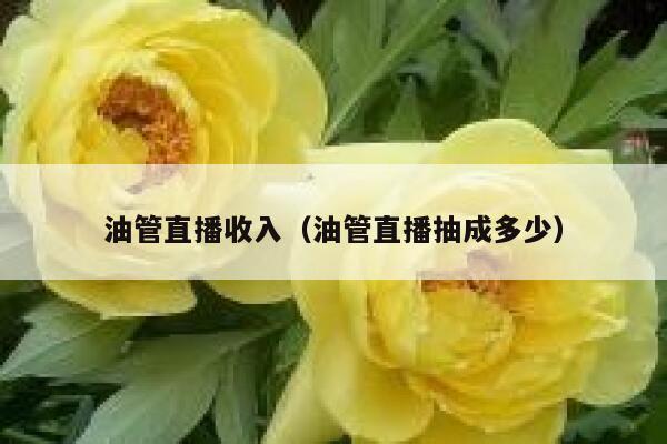 油管直播收入（油管直播抽成多少） 第1张