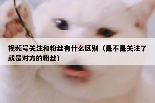 视频号关注和粉丝有什么区别（是不是关注了就是对方的粉丝） 第1张