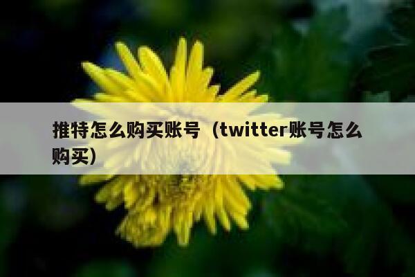 推特怎么购买账号（twitter账号怎么购买） 第1张