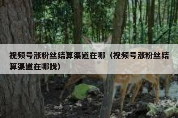 视频号涨粉丝结算渠道在哪（视频号涨粉丝结算渠道在哪找） 第1张