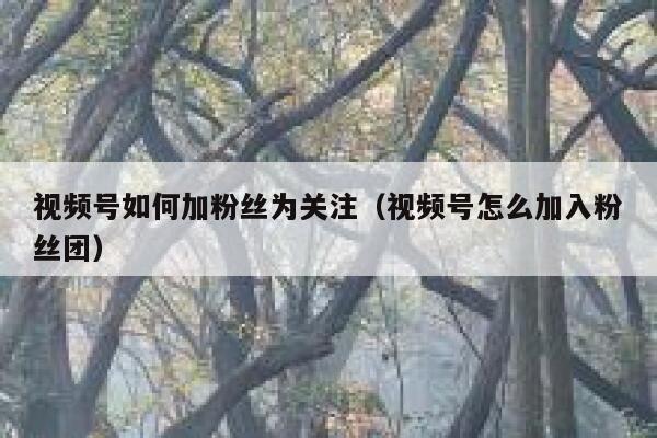 视频号如何加粉丝为关注（视频号怎么加入粉丝团） 第1张