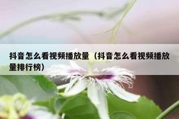 抖音怎么看视频播放量（抖音怎么看视频播放量排行榜） 第1张