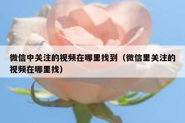 微信中关注的视频在哪里找到（微信里关注的视频在哪里找） 第1张