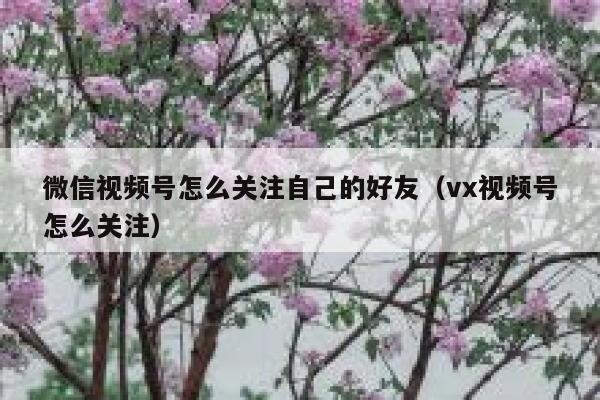微信视频号怎么关注自己的好友（vx视频号怎么关注） 第1张