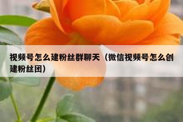 视频号怎么建粉丝群聊天(微信视频号怎么创建粉丝团) 第1张 视频号怎么建粉丝群聊天(微信视频号怎么创建粉丝团) 第1张