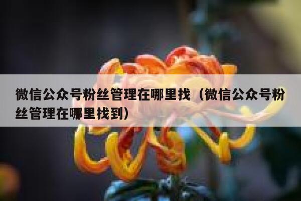 微信公众号粉丝管理在哪里找（微信公众号粉丝管理在哪里找到） 第1张