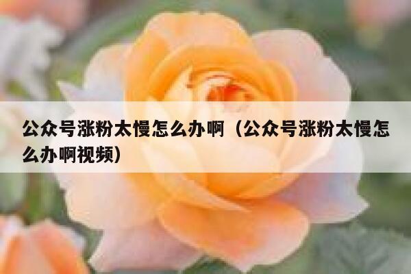 公众号涨粉太慢怎么办啊(公众号涨粉太慢怎么办啊视频) 第1张 公众号涨粉太慢怎么办啊(公众号涨粉太慢怎么办啊视频) 第1张
