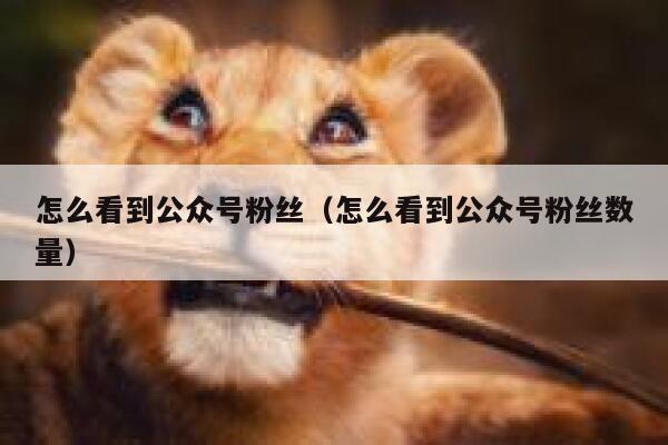 怎么看到公众号粉丝（怎么看到公众号粉丝数量） 第1张