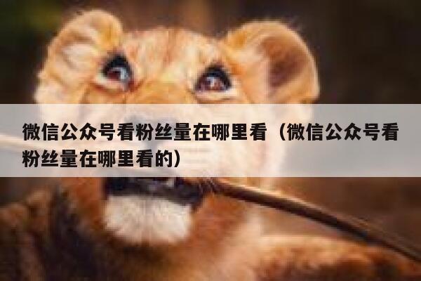 微信公众号看粉丝量在哪里看(微信公众号看粉丝量在哪里看的) 第1张 微信公众号看粉丝量在哪里看(微信公众号看粉丝量在哪里看的) 第1张