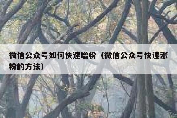 微信公众号如何快速增粉(微信公众号快速涨粉的方法) 第1张 微信公众号如何快速增粉(微信公众号快速涨粉的方法) 第1张
