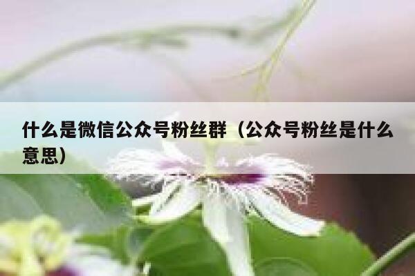 什么是微信公众号粉丝群（公众号粉丝是什么意思） 第1张