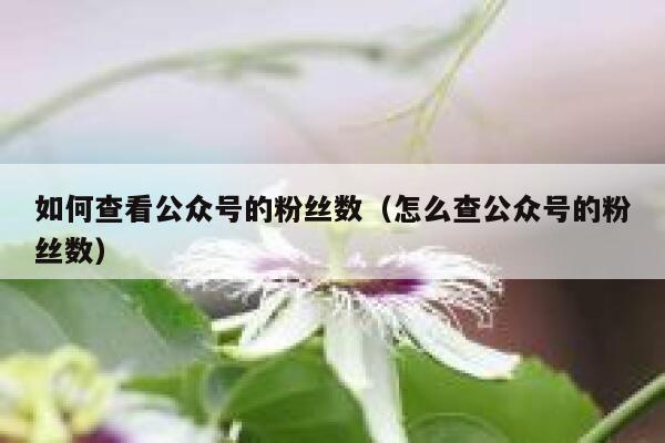 如何查看公众号的粉丝数（怎么查公众号的粉丝数） 第1张