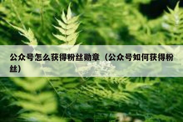 公众号怎么获得粉丝勋章（公众号如何获得粉丝） 第1张