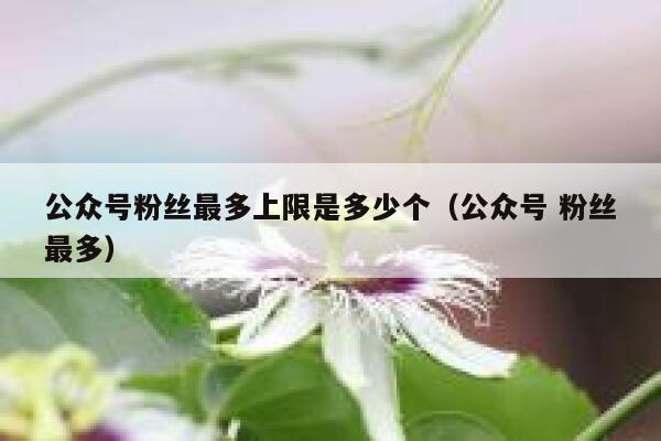 公众号粉丝最多上限是多少个（公众号 粉丝最多） 第1张