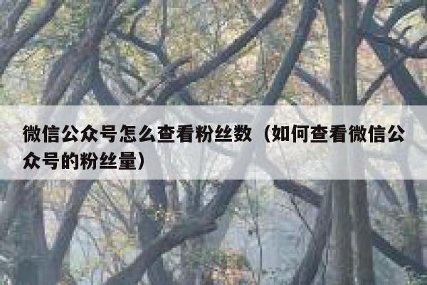 微信公众号怎么查看粉丝数（如何查看微信公众号的粉丝量） 第1张