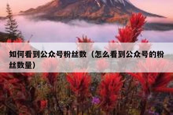 如何看到公众号粉丝数（怎么看到公众号的粉丝数量） 第1张