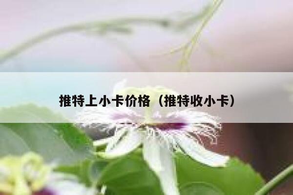 推特上小卡价格（推特收小卡） 第1张