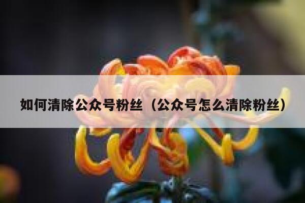 如何清除公众号粉丝（公众号怎么清除粉丝） 第1张