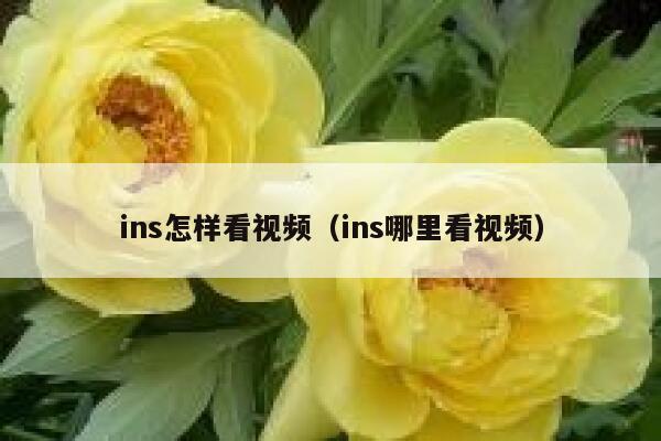 ins怎样看视频（ins哪里看视频） 第1张