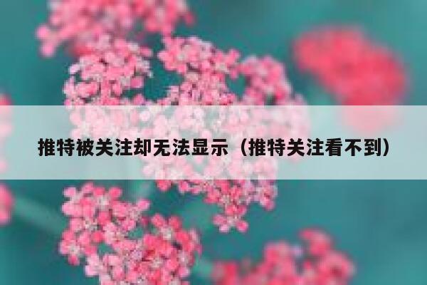 推特被关注却无法显示（推特关注看不到） 第1张