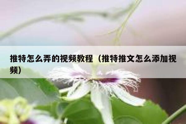 推特怎么弄的视频教程(推特推文怎么添加视频) 第1张 推特怎么弄的视频教程(推特推文怎么添加视频) 第1张