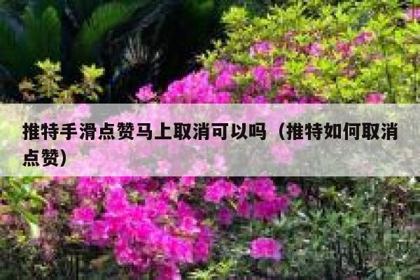 推特手滑点赞马上取消可以吗（推特如何取消点赞） 第1张