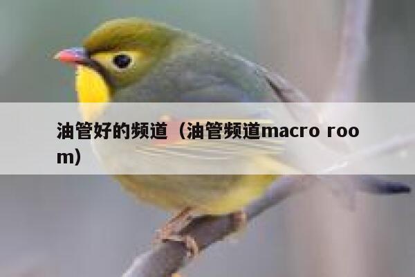 油管好的频道（油管频道macro room） 第1张