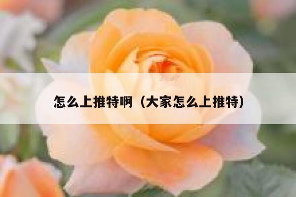 怎么上推特啊（大家怎么上推特） 第1张