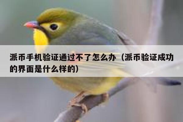 派币手机验证通过不了怎么办（派币验证成功的界面是什么样的） 第1张