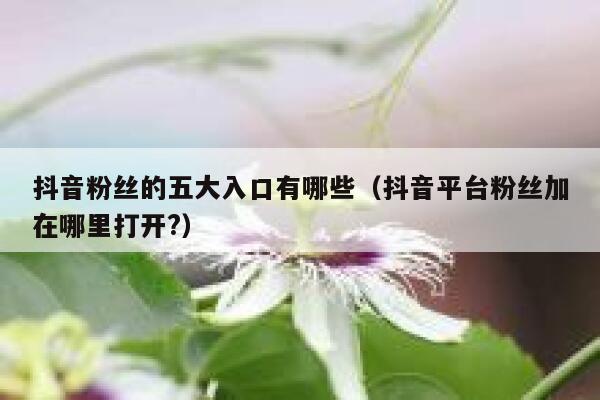 抖音粉丝的五大入口有哪些（抖音平台粉丝加在哪里打开?） 第1张