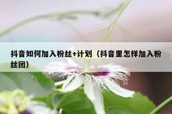 抖音如何加入粉丝+计划（抖音里怎样加入粉丝团） 第1张