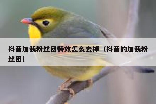 抖音加我粉丝团特效怎么去掉（抖音的加我粉丝团） 第1张