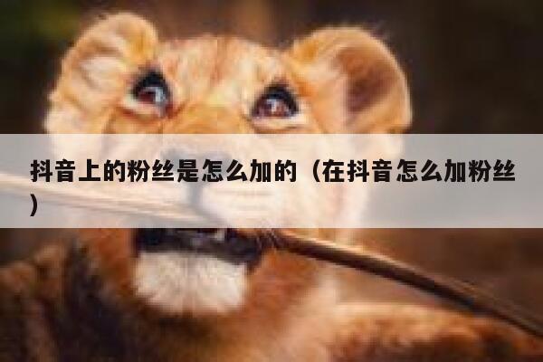 抖音上的粉丝是怎么加的（在抖音怎么加粉丝） 第1张