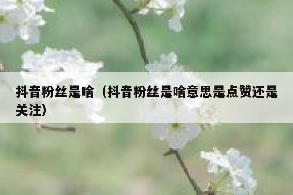 抖音粉丝是啥（抖音粉丝是啥意思是点赞还是关注） 第1张