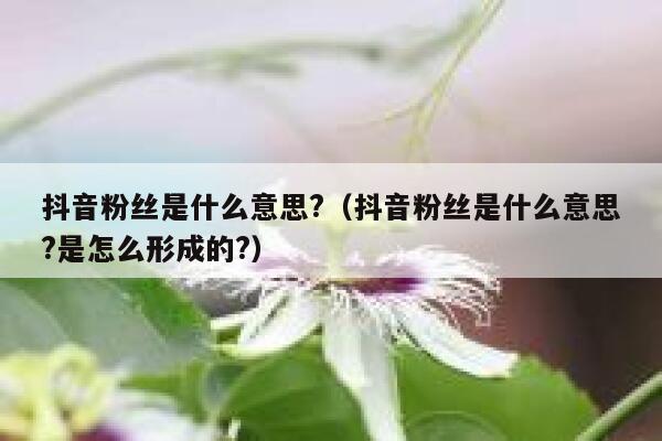 抖音粉丝是什么意思?（抖音粉丝是什么意思?是怎么形成的?） 第1张