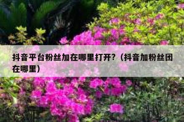 抖音平台粉丝加在哪里打开?（抖音加粉丝团在哪里） 第1张