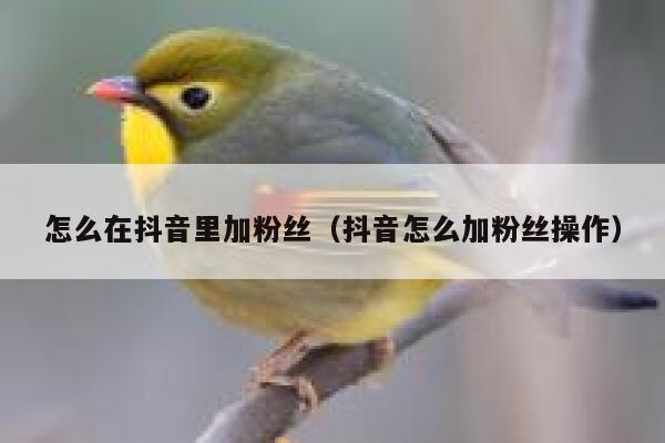 怎么在抖音里加粉丝（抖音怎么加粉丝操作） 第1张