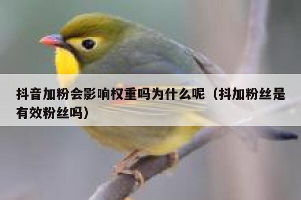 抖音加粉会影响权重吗为什么呢(抖加粉丝是有效粉丝吗) 第1张 抖音加粉会影响权重吗为什么呢(抖加粉丝是有效粉丝吗) 第1张